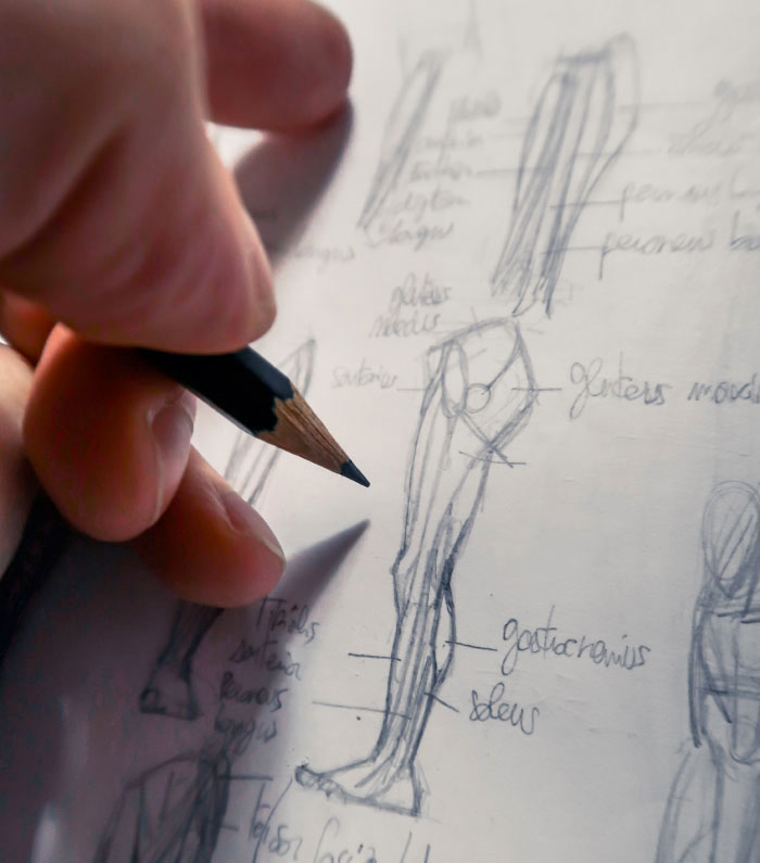 anatomy sketch of the leg